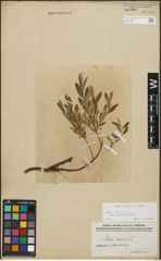 Foto von Salix repens subsp. incubacea (L.) A. Neumann